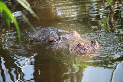 Duck swimming in lake