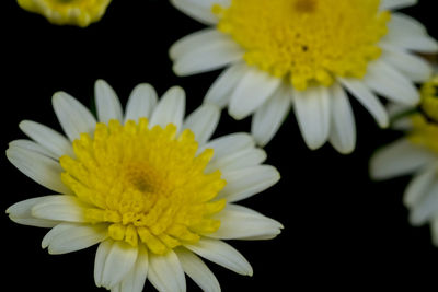 Close-up of daisy flower