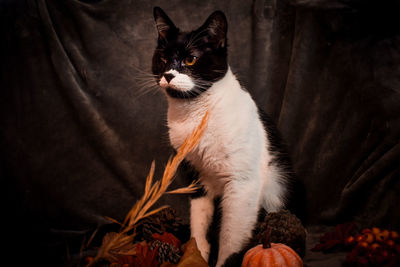 High angle portrait of cat looking at camera