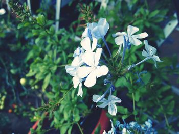 Close-up of white flowers