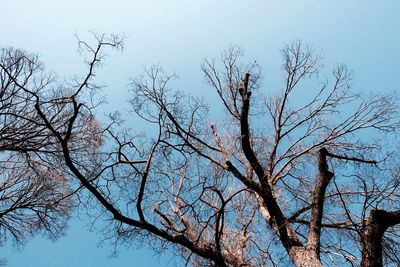 Low angle view of bare trees against sky