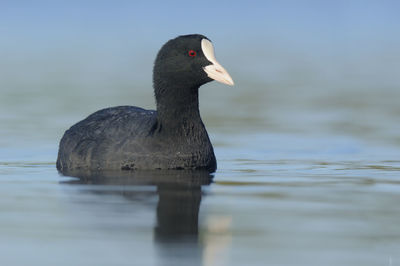 Duck swimming in lake