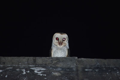 Portrait of owl perching on retaining wall at night