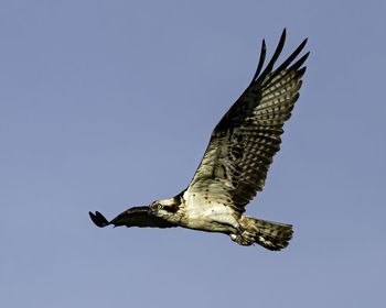 Low angle view of eagle flying against clear blue sky