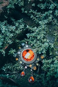 High angle view of orange berries on stone wall