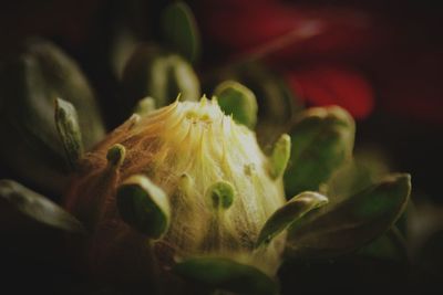 Close-up of flower growing outdoors