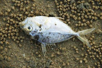 Close-up of dead fish on beach