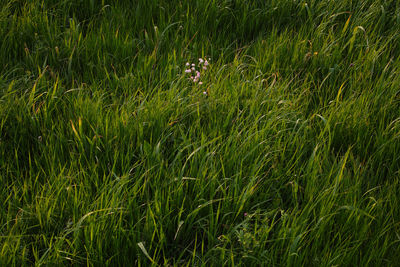 High angle view of grass on field