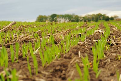 Close-up of fresh green plants in field