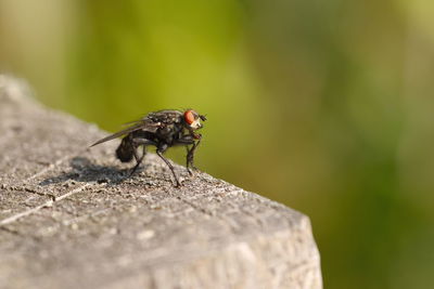 Close-up of fly on rock