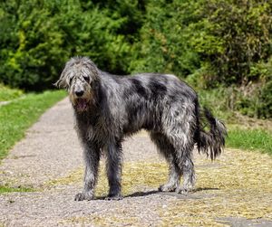 Portrait of dog