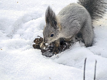 Gray squirrel in winter forest looking for their food supplies in the snow