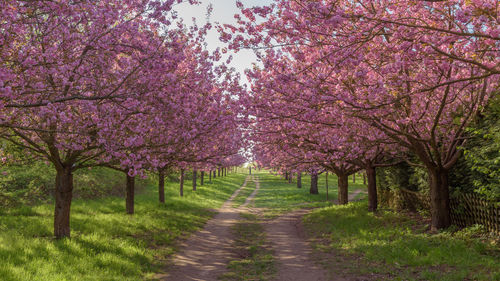 View of cherry blossom trees in park