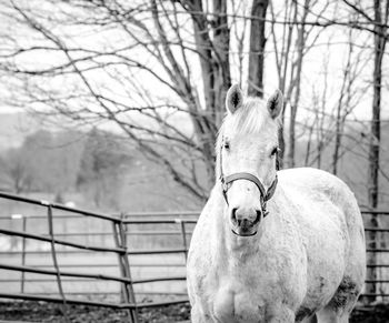 Portrait of horse