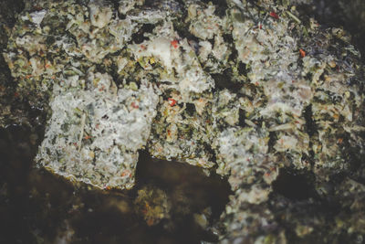 Close-up of lichen on rock