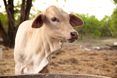 Close-up of cow looking away