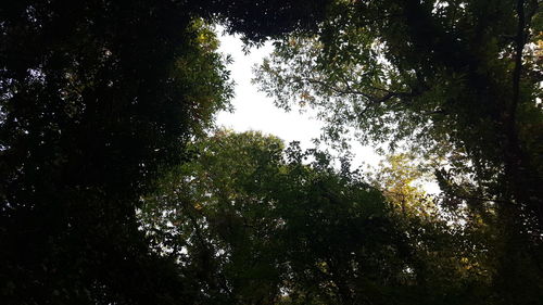 Low angle view of trees in forest