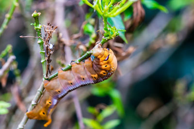 The larva or brown caterpillars is creeping on tree leaves