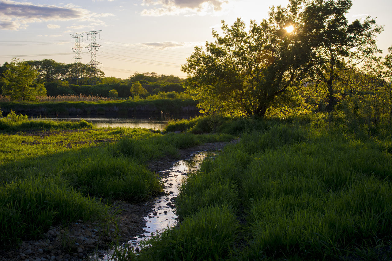 SCENIC VIEW OF RIVER AMIDST TREES ON FIELD