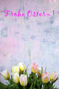 Close-up of pink flowers against blurred background