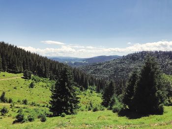 Scenic view of pine trees against sky