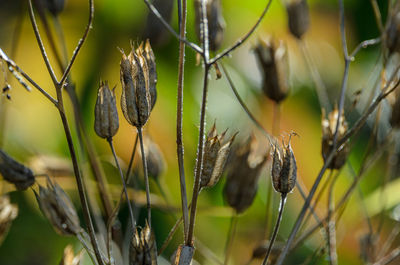 Close-up of flowering plants on field