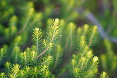 Close-up of pine tree