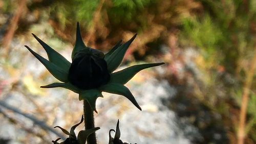 Close-up of butterfly on flower