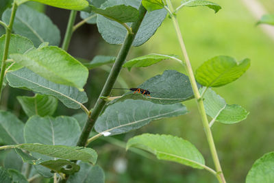 Close-up of insect on leaf