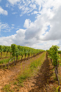 Scenic view of vineyard against sky