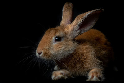 Close-up of an animal head over black background