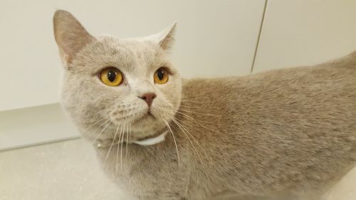 Close-up portrait of cat