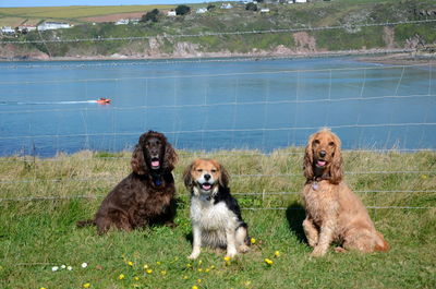 Dogs sitting in a field