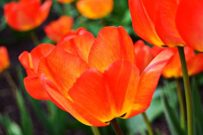 Close-up of red tulip