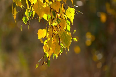 Close-up of yellow maple leaves