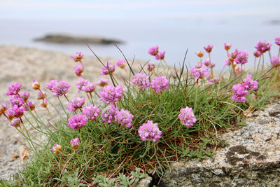 Close-up of pink flowering plants on field