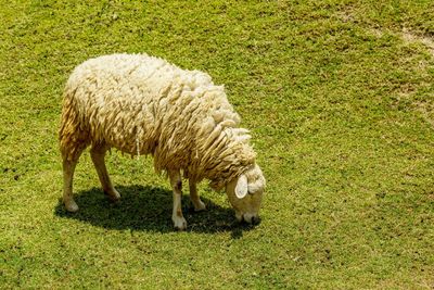 Sheep grazing on field