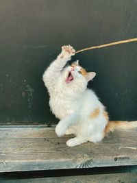 White cat yawning
