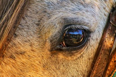 Close-up of a horse