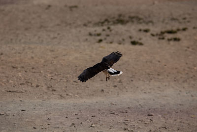 Bird flying over a sand