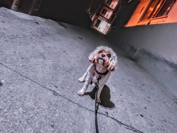 High angle view of small dog outdoors