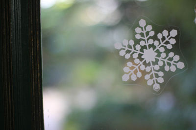 Close-up of plant growing on window