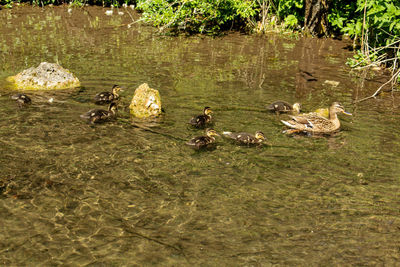 Ducks swimming in lake