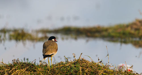 Bird perching on a lake