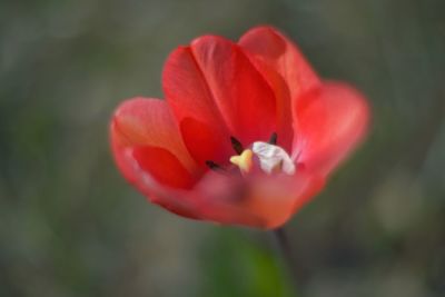 Close-up of red flower blooming outdoors