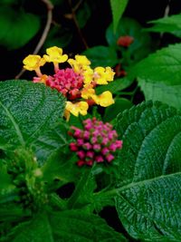 Close-up of flowers