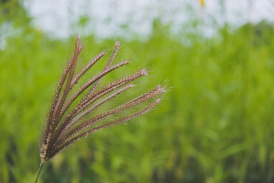 Close-up of fresh green plant in field