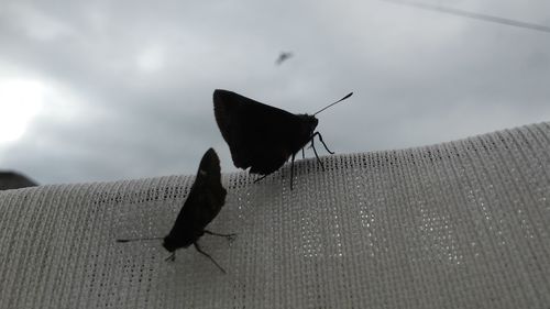 Close-up of butterfly perching on leaf against sky