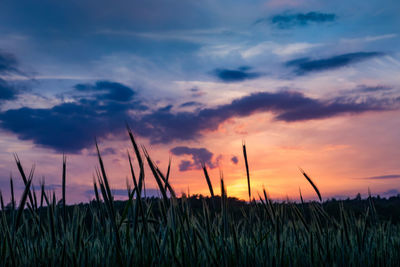 Scenic view of field against sky at sunset