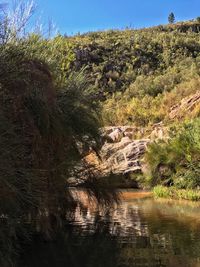 Scenic view of river in forest against sky